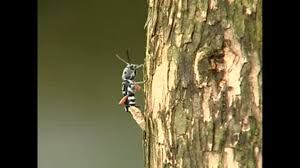 uploads/images/pest/coffee stem borer1.jpg